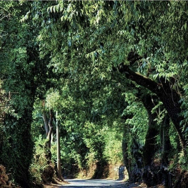 KARABAĞLAR YAYLASI KÖMÜRLE KARARMASIN 